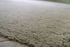 This carpet was cleaned using Steam Cleaning just 2 days ago.